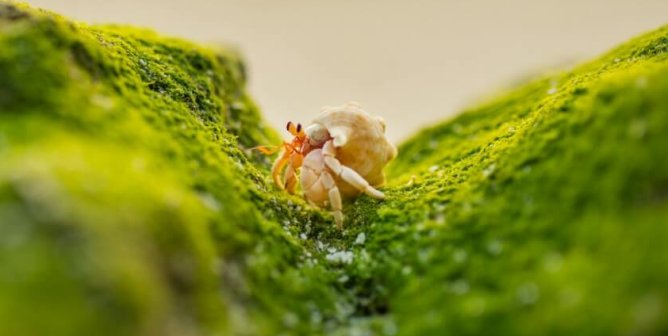 hermit crab on the beach, on a mossy rock