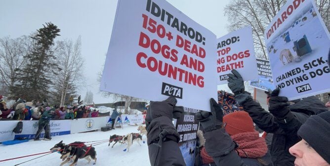 PETA supporters protest at 2024 Iditarod