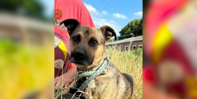 justin dog rescued in ukraine