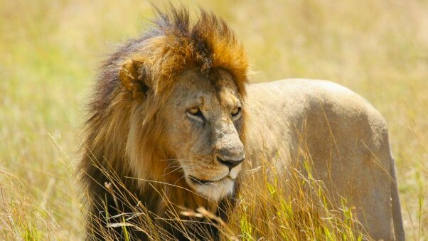 Lion