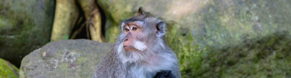 Mother macaque feeding her baby