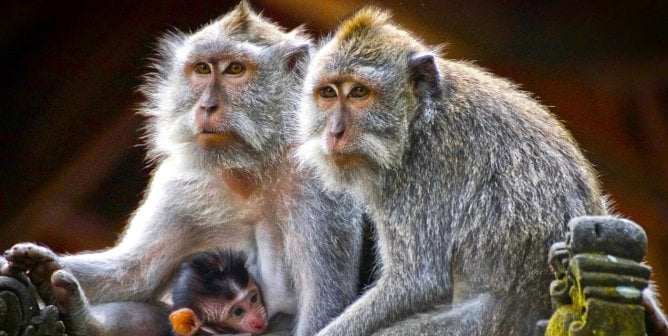 Macaque family sits on temple architecture