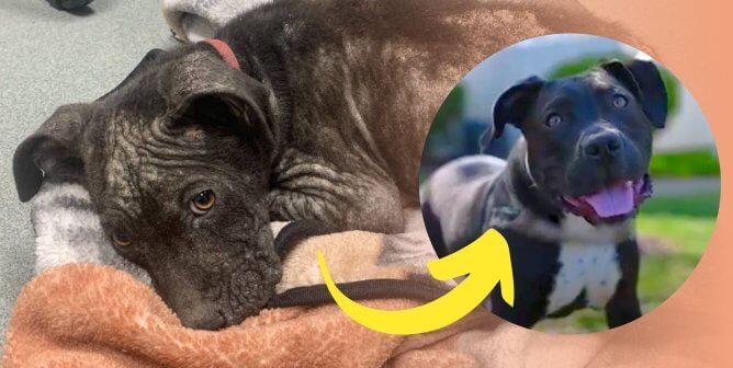 rescued dog dave before and after