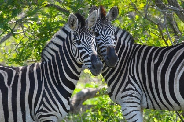 Two zebras put their heads together at Kruger National Park
