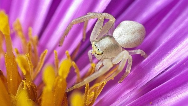 A white crab spider in a purple flower