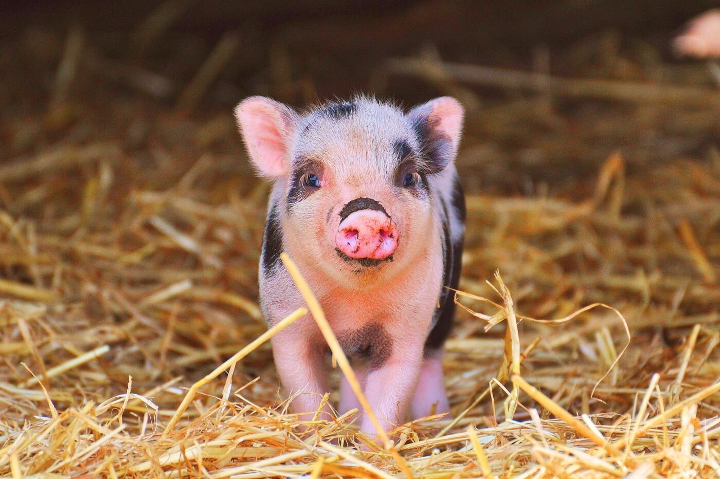 Spotted piglet in hay