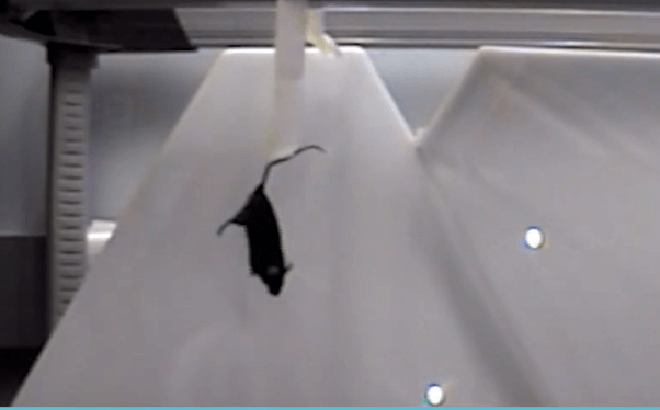 mouse suspended by their tail