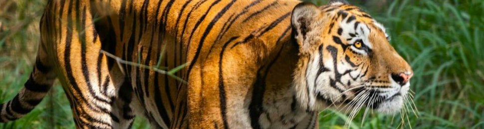 Tiger walking through Bannerghatta National Park in India