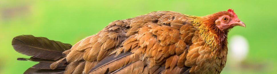 Brown chicken in front of green grass