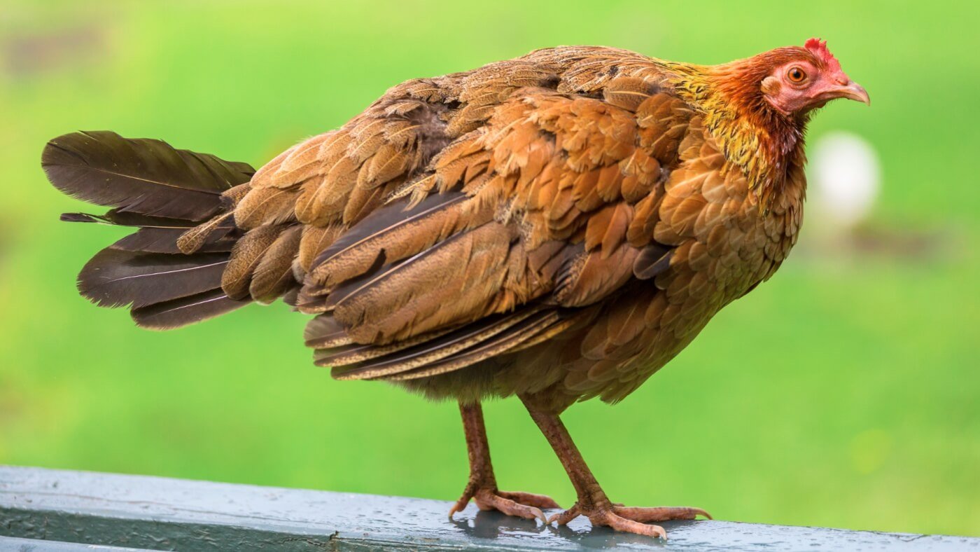 Brown chicken in front of green grass