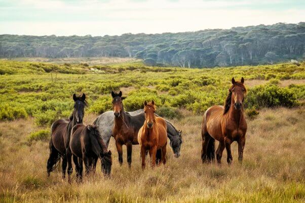 free horses on a grassy terrain