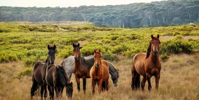 free horses on a grassy terrain