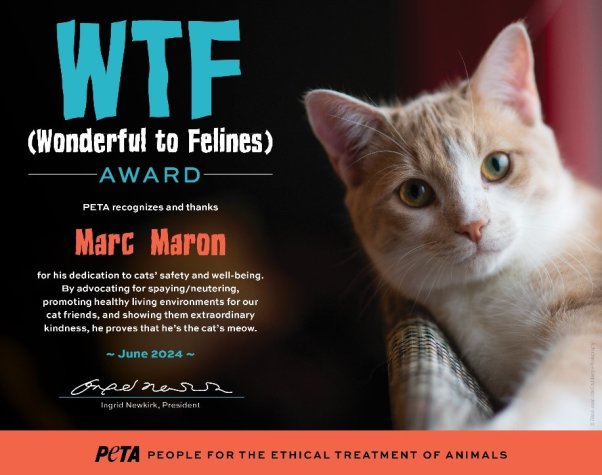Wonderful to Felines Certificate Award