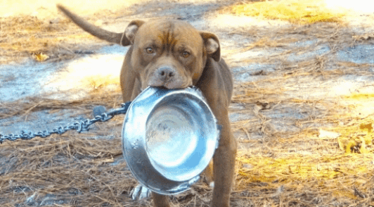 chained dog holding empty food bowl