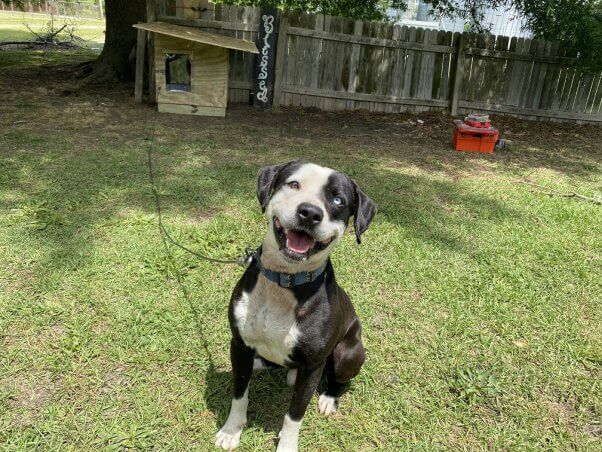 dog Blue after getting a new PETA doghouse