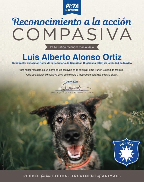 award with photo of smiling dog reading: Reconocimiento a la acción compasiva PETA Latino reconoce y aplaude a Luis alberto Alonso Ortiz, Subdirector Roma de la Secretaría de Seguridad Ciudadana (SSC) de la Ciudad de México por haber rescatado a un perro de un socavón en la colonia Roma Sur en Ciudad de México. Que esta acción compasiva sirva de ejemplo e inspiración para que otros la sigan. ~ Julio 2024 ~ Alicia Aguayo Directora de PETA Latino