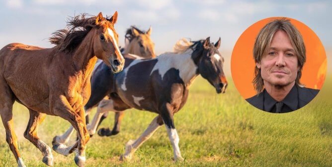 Horses running through field, Keith Urban in orange circle