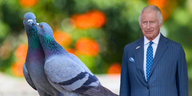 King Charles next to two pigeons nuzzling with orange and green background