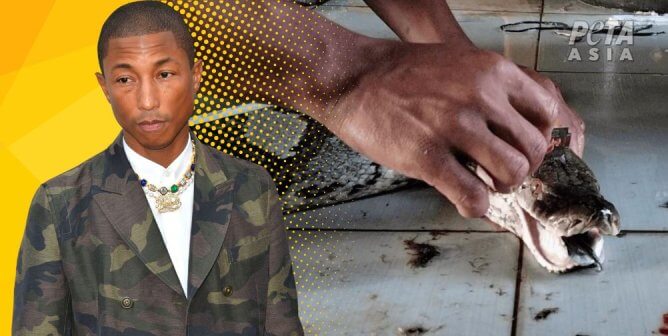 Pharrell Williams and snake from investigation