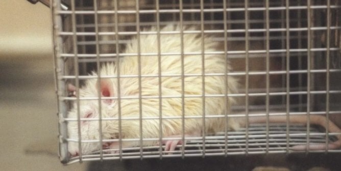Sick white rat in cage