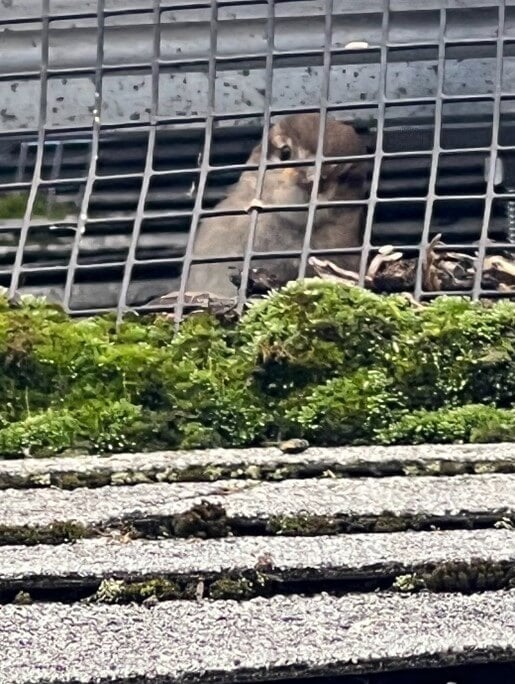 Birds Trapped and Dying in St. Catherines, Ontario!