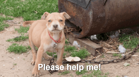 chained dog out in backyard