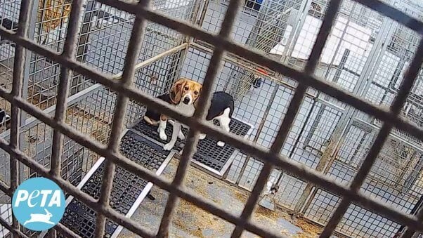 Two beagles in a barren cage