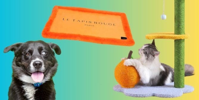 cat playing with a cat tree, a happy dog, and a comfy faux fur mat for animals