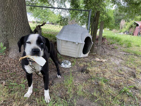 Dog Blue before getting a new doghouse