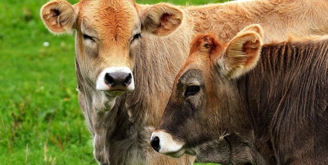brown cows in front of very green grass