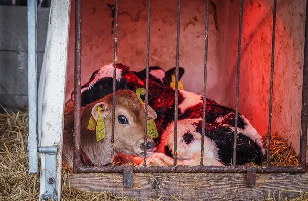 Three newborn calves huddle together under a red heat lamp