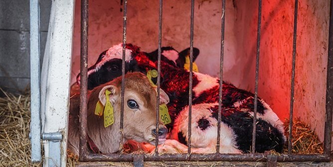 Three newborn calves huddle together under a red heat lamp