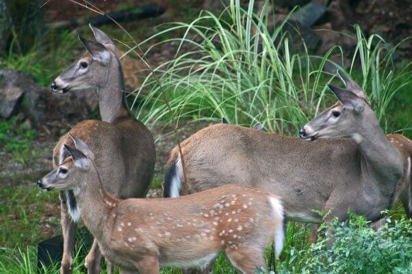Two does and one fawn look to the left