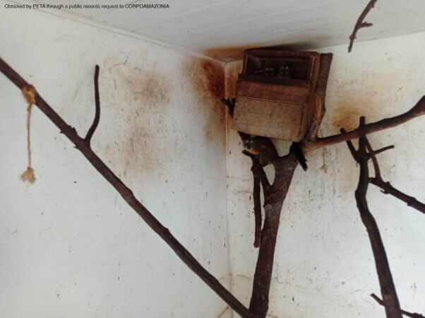 Five monkeys huddle together in a broken down box in the cornet of a barren room with a few tree branches