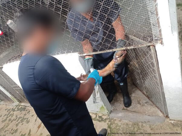 Two men restrain a monkey with a rusty fence between them
