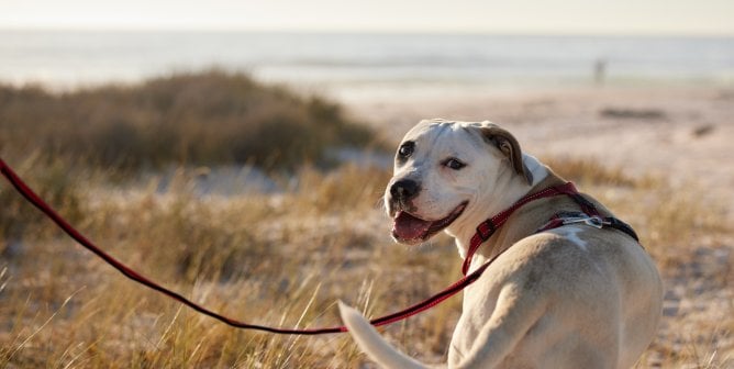 happy dog out for a walk