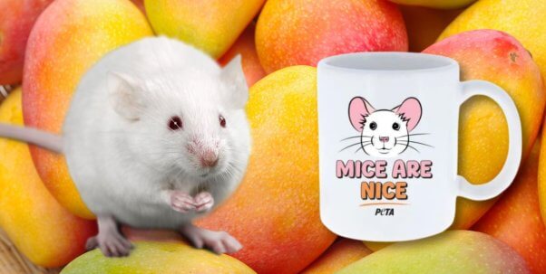 mouse and mug with mango background