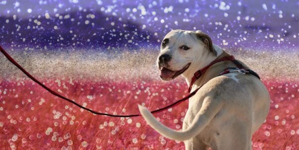 mixed breed dog on harness with red white blue background