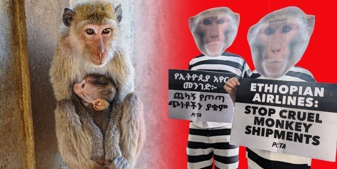 mother and baby macaque next to two protesters Ethiopian airlines