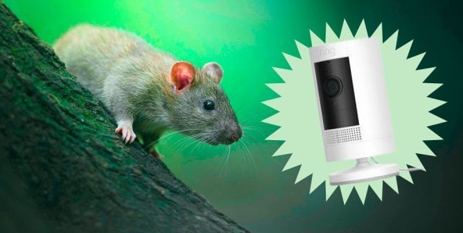 rat peering over a branch and ring doorbell in light green starburst