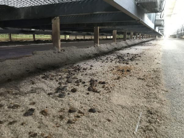 Feces littering the ground under cage bases
