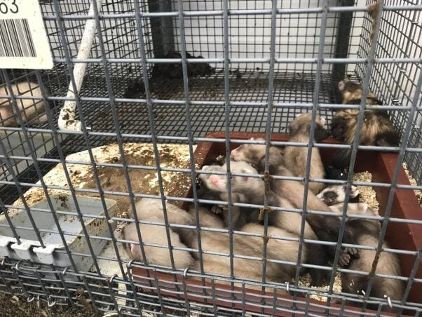 Several ferrets in a filthy wire cage