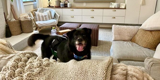Rusty, an adoptable senior dog rescued by PETA