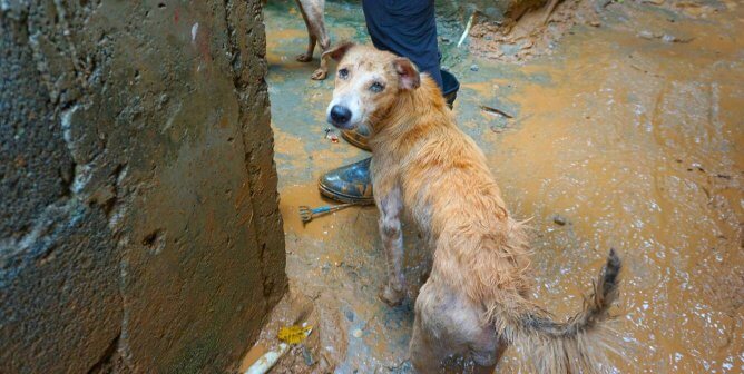 GCF rescuers helping dog in typhoon