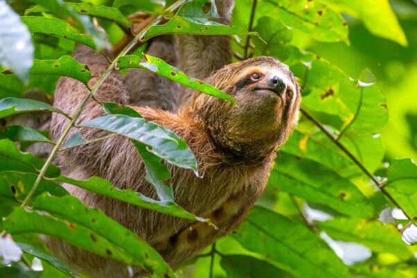 sloth looks out while hanging onto tree branch in a national park in Costa Rica