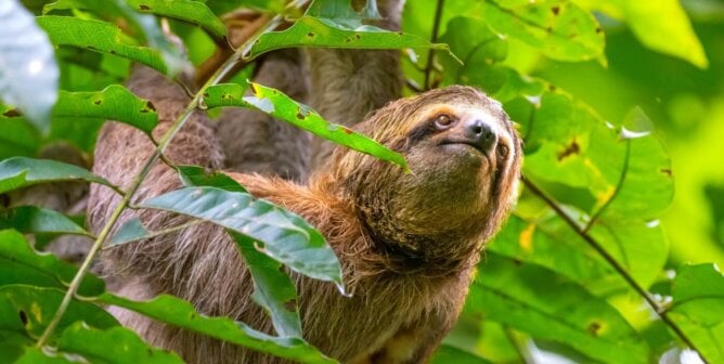 sloth looks out while hanging onto tree branch in a national park in Costa Rica