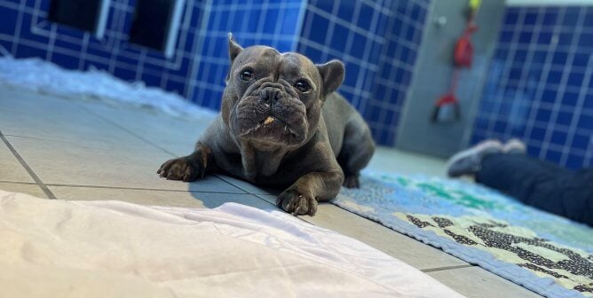 Black bulldog at PETA offices