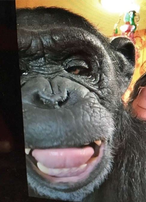 Close up photo of Buck's face