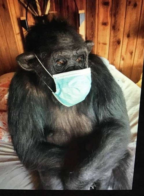 Buck the chimpanzee in a blue surgical face mask