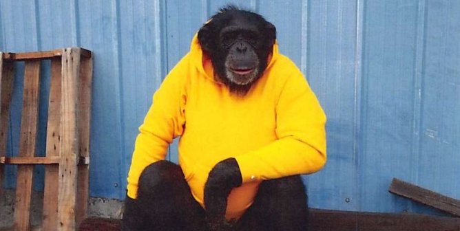 Buck the chimpanzee sitting in a yellow shirt